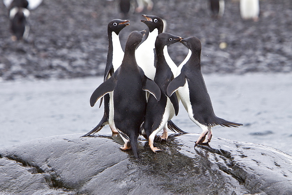 Adelie penguin (Pygoscelis adeliae) near the Antarctic Peninsula, Antarctica.