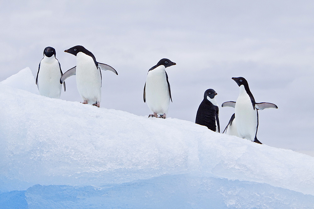 Adelie penguin (Pygoscelis adeliae) near the Antarctic Peninsula, Antarctica.