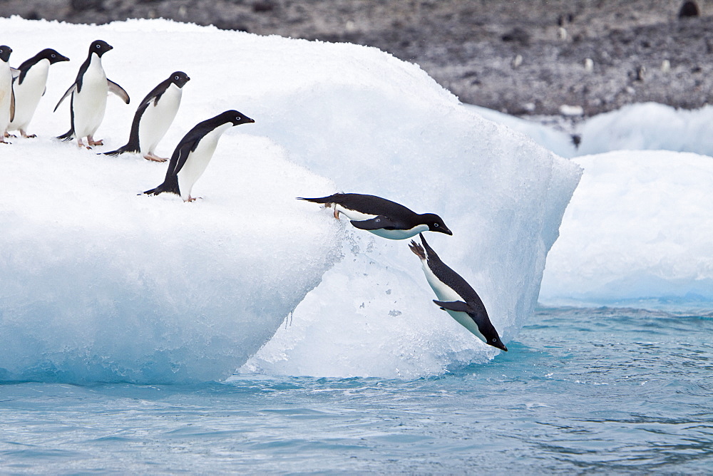 Adelie penguin (Pygoscelis adeliae) near the Antarctic Peninsula, Antarctica.