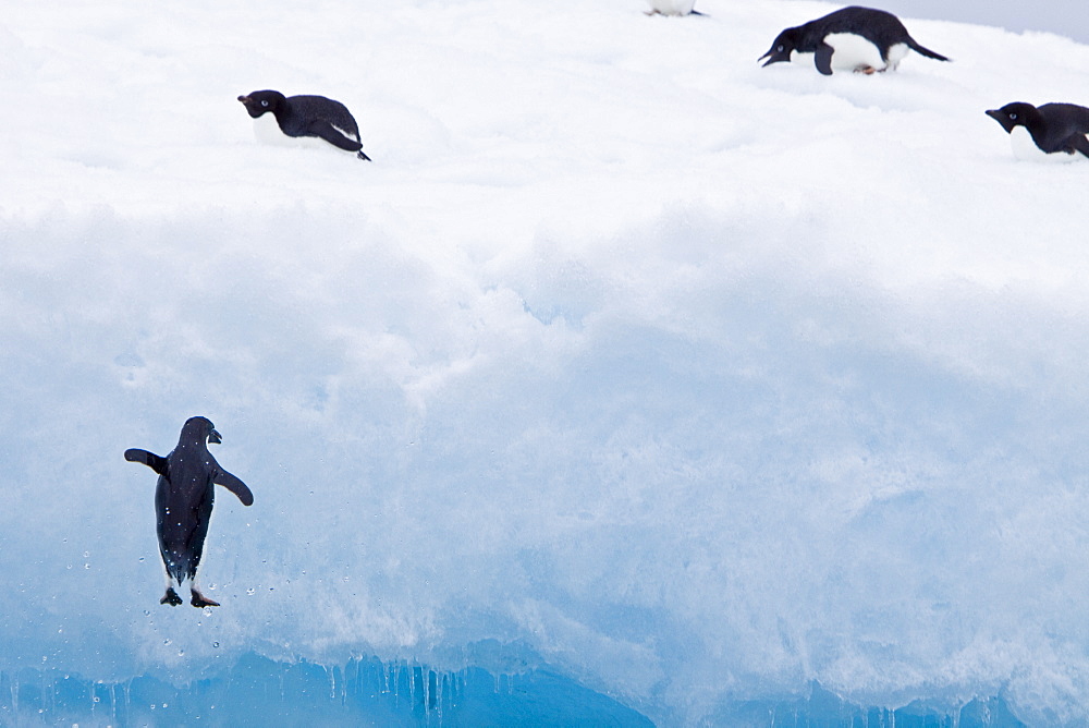 Adelie penguin (Pygoscelis adeliae) near the Antarctic Peninsula, Antarctica.