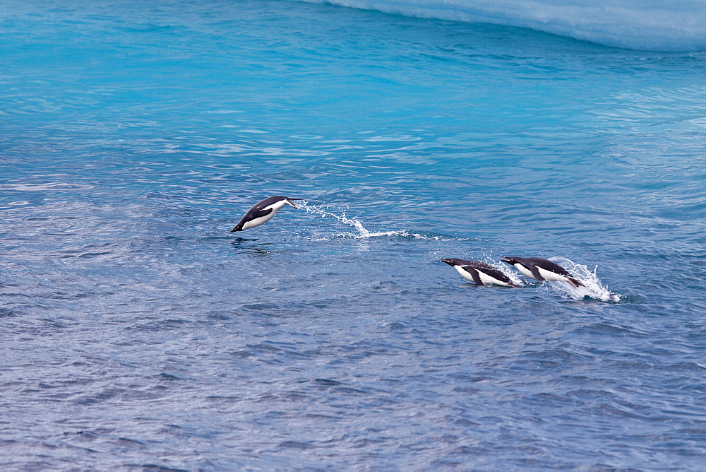 Adelie penguin (Pygoscelis adeliae) near the Antarctic Peninsula, Antarctica.
