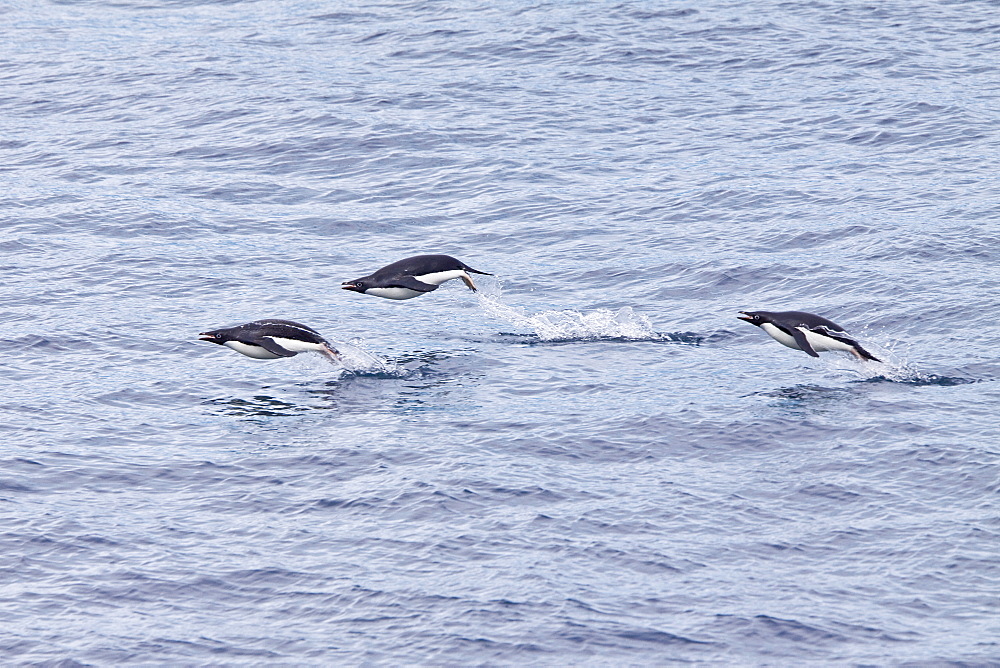 Adelie penguin (Pygoscelis adeliae) near the Antarctic Peninsula, Antarctica.