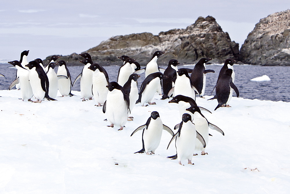 Adelie penguin (Pygoscelis adeliae) near the Antarctic Peninsula, Antarctica.