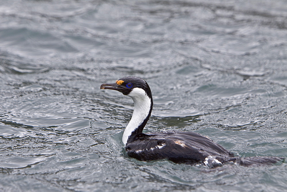 Adult South Georgia Shag (Phalacrocorax (atriceps) georgianus) from breeding colony on South Georgia in the southern Atlantic Ocean