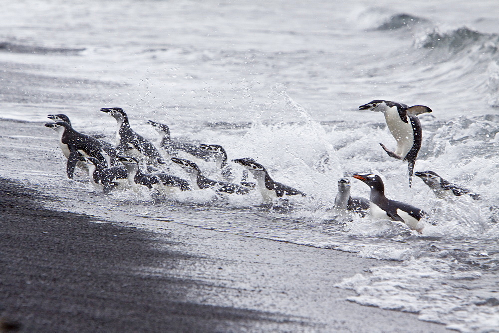 Chinstrap penguin (Pygoscelis antarctica) colony on the Antarctic Peninsula