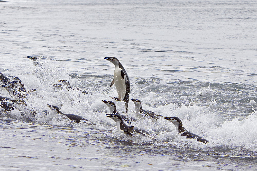 Chinstrap penguin (Pygoscelis antarctica) colony on the Antarctic Peninsula