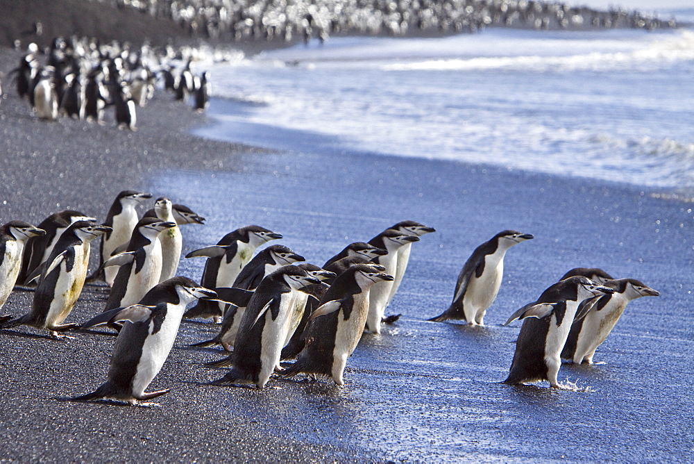 Chinstrap penguin (Pygoscelis antarctica) colony on the Antarctic Peninsula