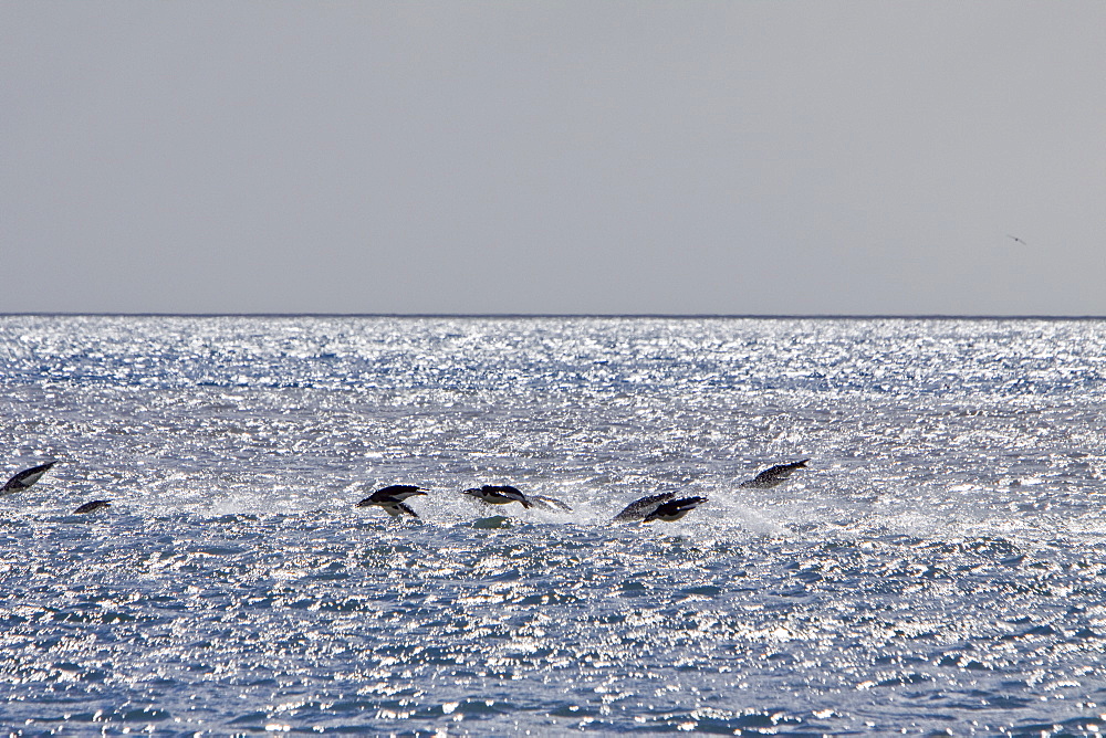 Chinstrap penguin (Pygoscelis antarctica) colony on the Antarctic Peninsula