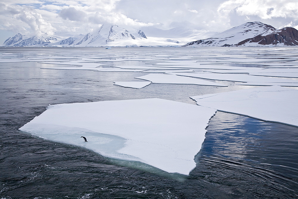 Chinstrap penguin (Pygoscelis antarctica) colony on the Antarctic Peninsula