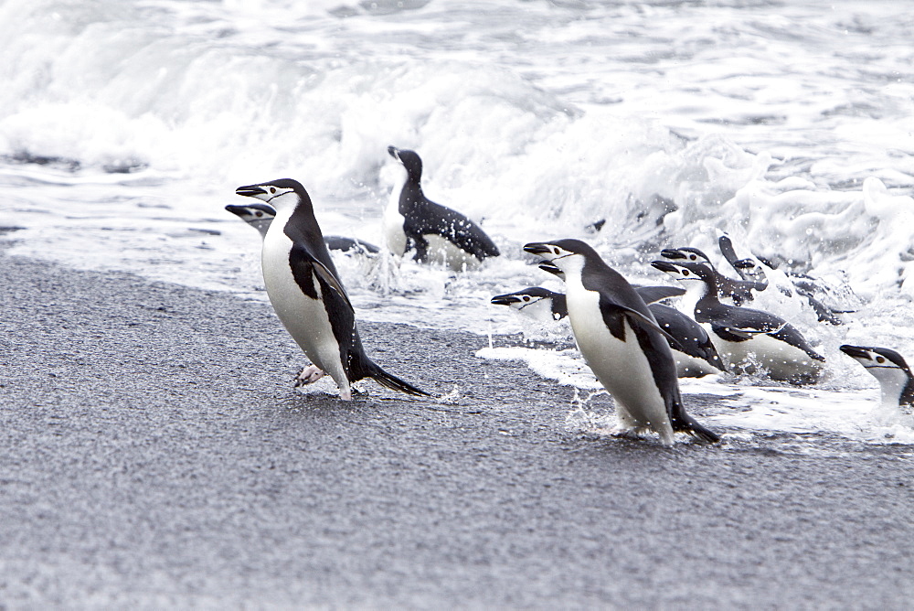 Chinstrap penguin (Pygoscelis antarctica) colony on the Antarctic Peninsula