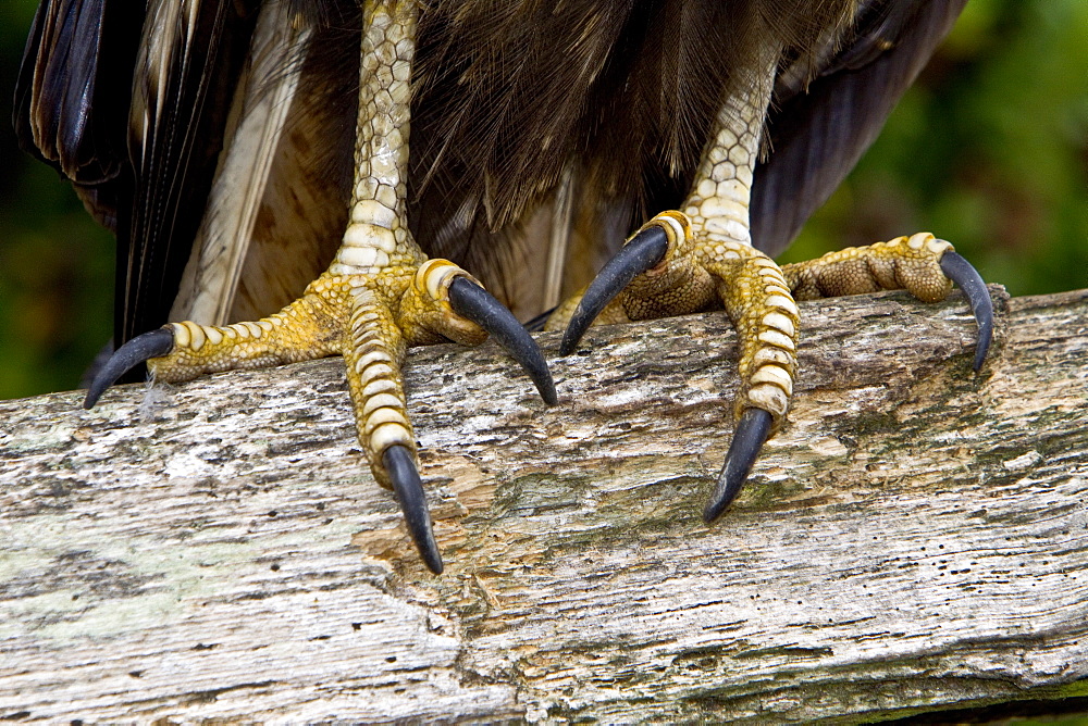 The Striated Caracara, (Phalcoboenus australis) is a bird of prey of the Falconidae family, Falkland Islands