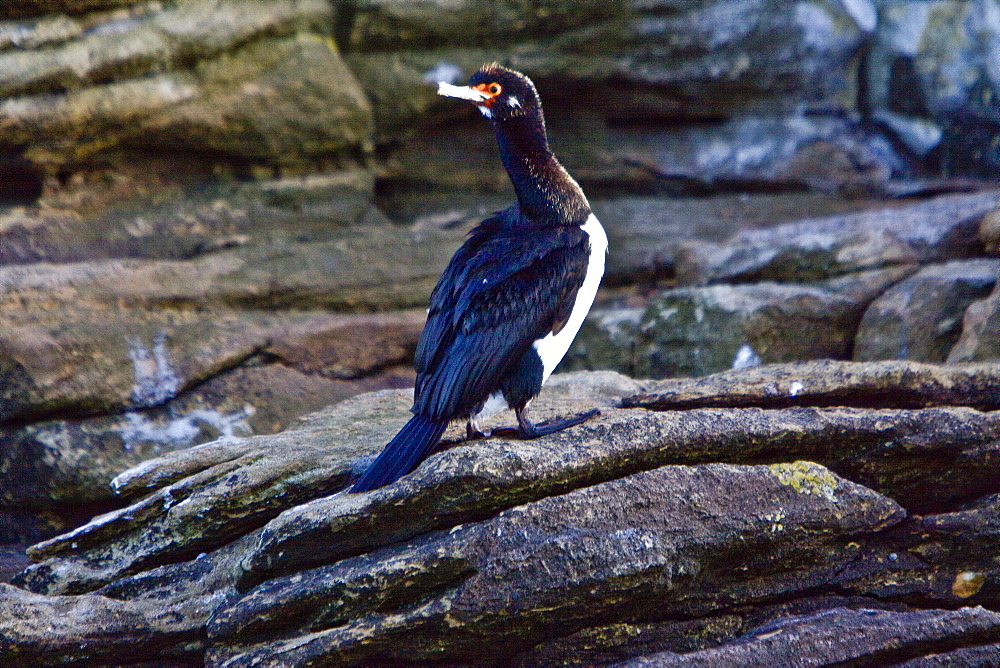 Adult Rock Shag (also called Magellanic cormorants) (Phalacrocorax magellanicus) in the Falkland Islands