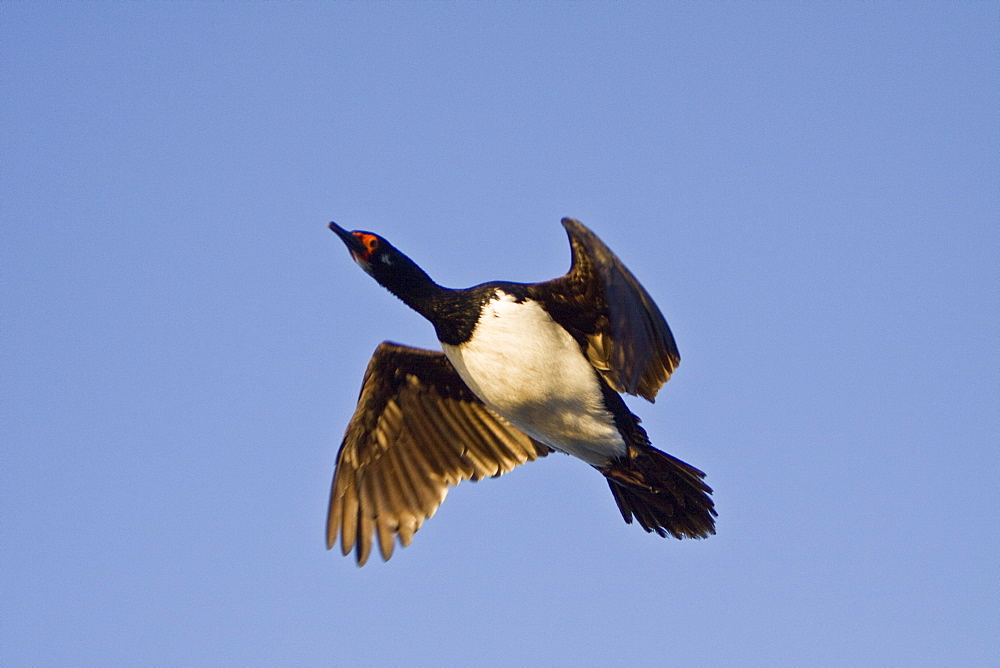 Adult Rock Shag (also called Magellanic cormorants) (Phalacrocorax magellanicus) in the Falkland Islands