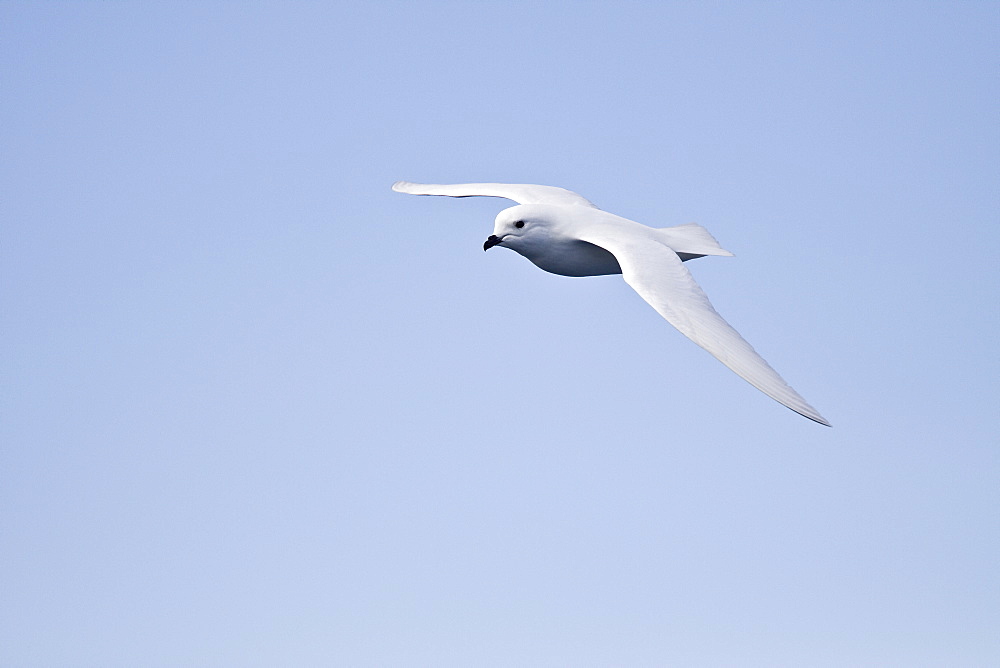 Adult Snow Petrel (Pagodroma nivea) on the wing in and around the Antarctic peninsula