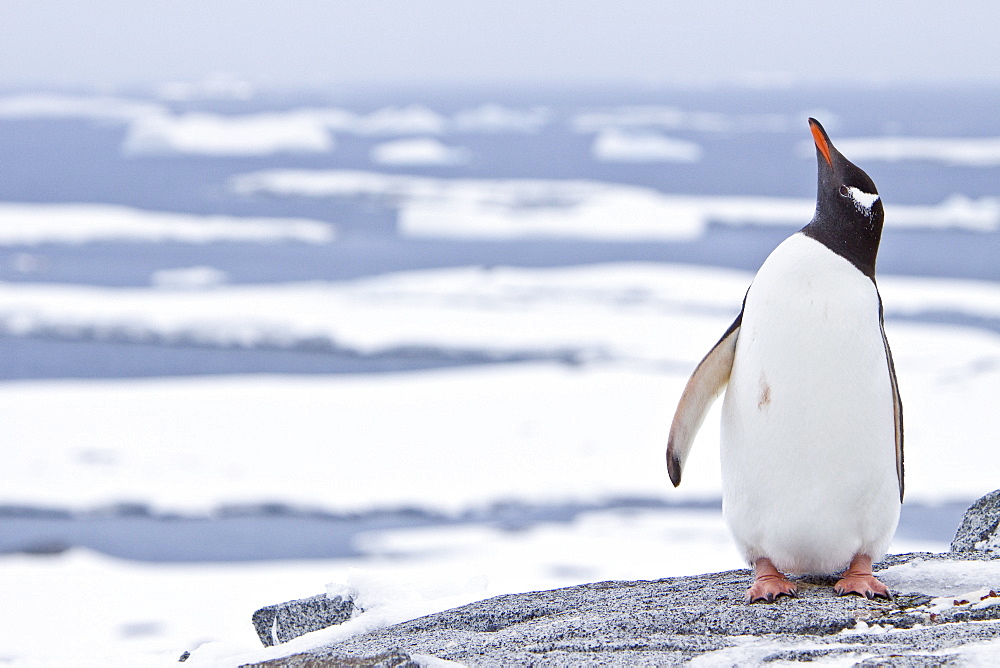 Gentoo penguins (Pygoscelis papua) in Antarctica