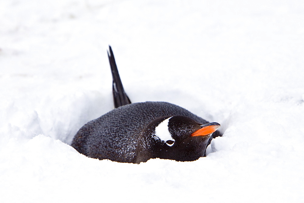 Gentoo penguins (Pygoscelis papua) in Antarctica