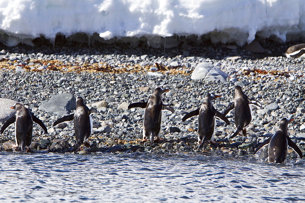 Gentoo penguins (Pygoscelis papua) in Antarctica