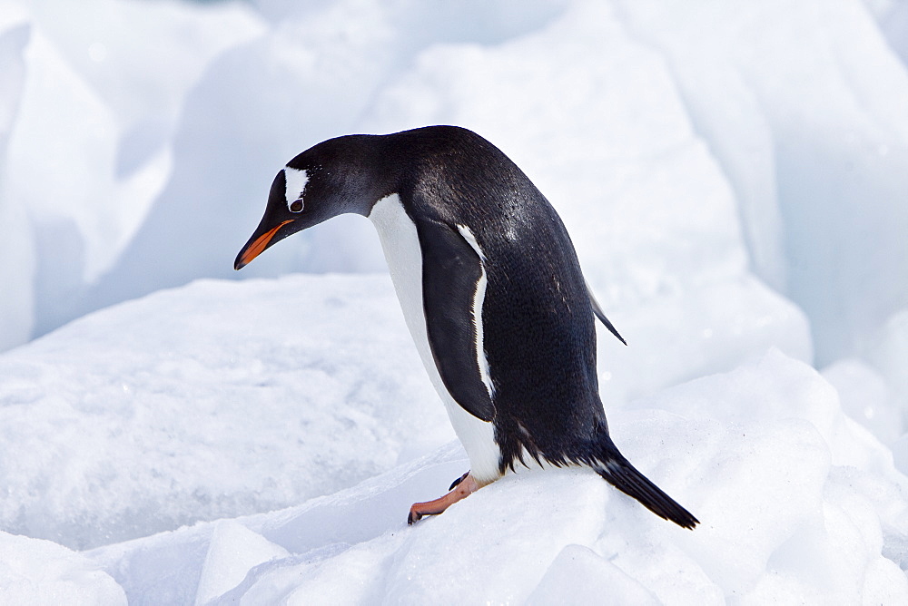 Gentoo penguins (Pygoscelis papua) in Antarctica