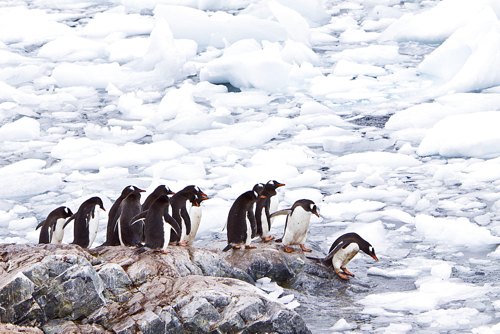 Gentoo penguins (Pygoscelis papua) in Antarctica