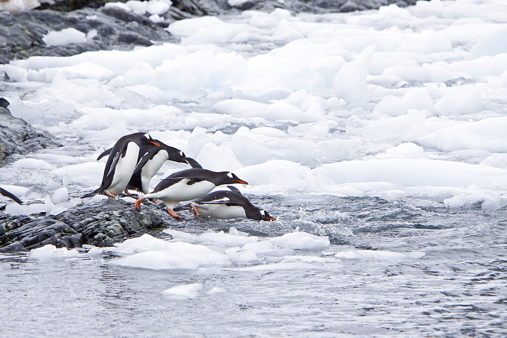 Gentoo penguins (Pygoscelis papua) in Antarctica