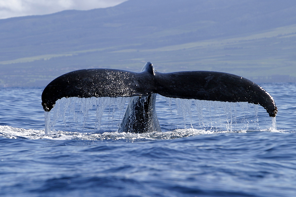 Adult Humpback Whale (Megaptera novaeangliae) fluke-up dive in the AuAu Channel, Maui, Hawaii, USA.