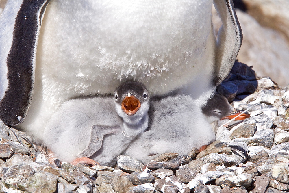 Gentoo penguins (Pygoscelis papua) in Antarctica