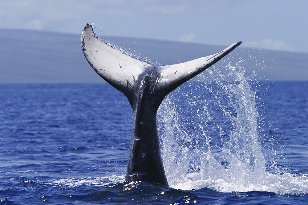 Humpback Whale (Megaptera novaeangliae) Tail-lobbing Auau Channel, Maui, Hawaii, North America