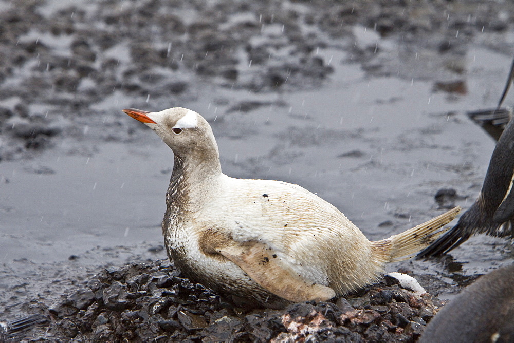 An adult Leucistic Gentoo penguin (Pygoscelis papua) nesting and incubating two eggs at Gabriel Gonzales Videla Research Station, Antarctica