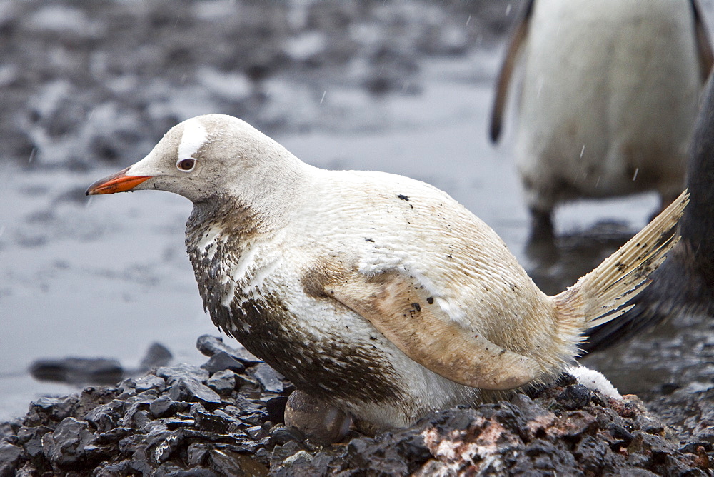 An adult Leucistic Gentoo penguin (Pygoscelis papua) nesting and incubating two eggs at Gabriel Gonzales Videla Research Station, Antarctica