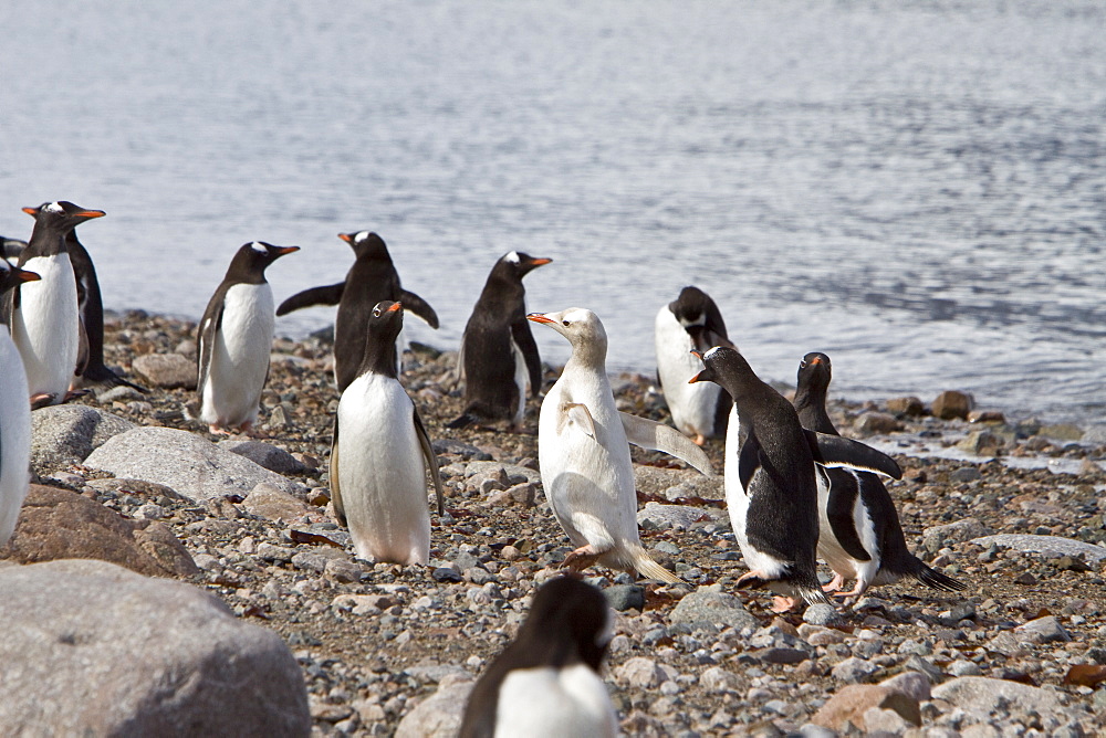 An adult Leucistic Gentoo penguin (Pygoscelis papua) in Neko Harbor, Antarctica