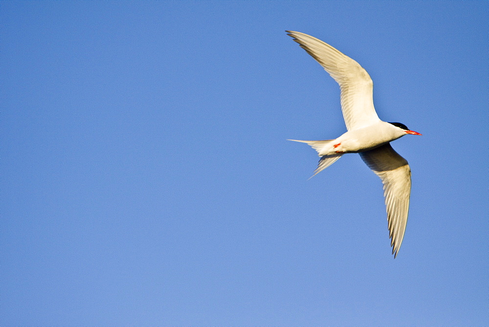 Adult South American Tern (Sterna hirundinacea) near New Island in the Falkland Islands