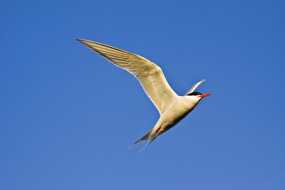 Adult South American Tern (Sterna hirundinacea) near New Island in the Falkland Islands