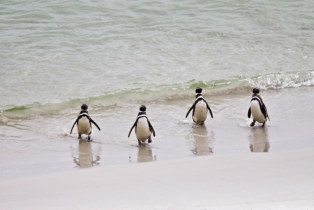 The Magellanic Penguin (Spheniscus magellanicus), Argentina, South America