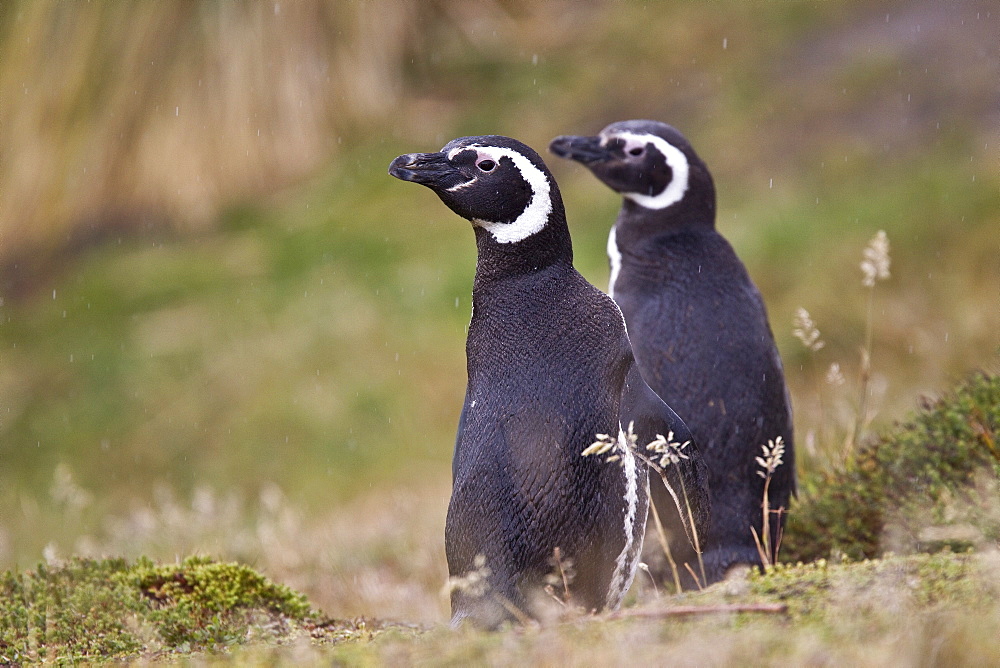 The Magellanic Penguin (Spheniscus magellanicus), Argentina, South America