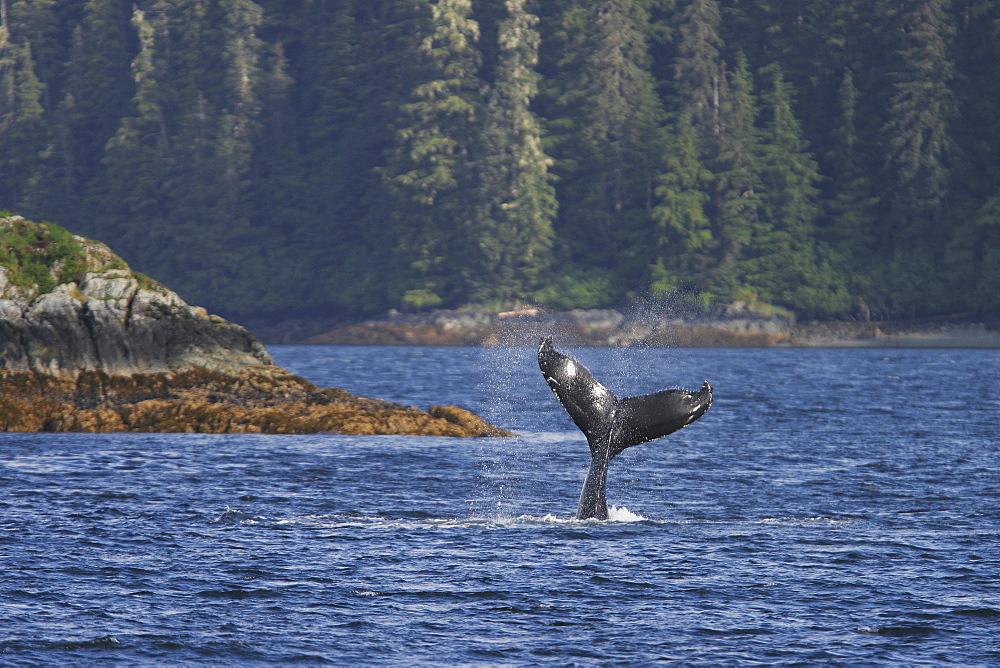 North Pacific Humpback Whale (Megaptera novaeangliae) tail-lobbing in Southeast Alaska, USA.