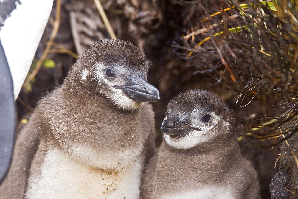 The Magellanic Penguin (Spheniscus magellanicus), Argentina, South America