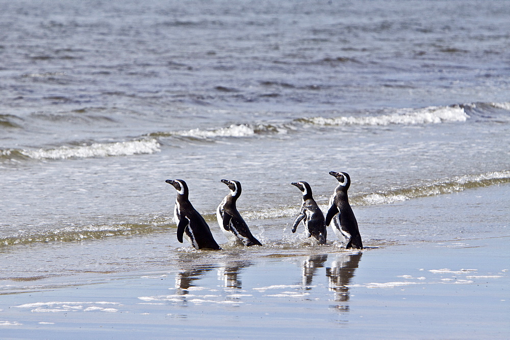 The Magellanic Penguin (Spheniscus magellanicus), Argentina, South America