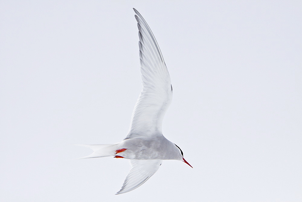 The Antarctic Tern (Sterna vittata)