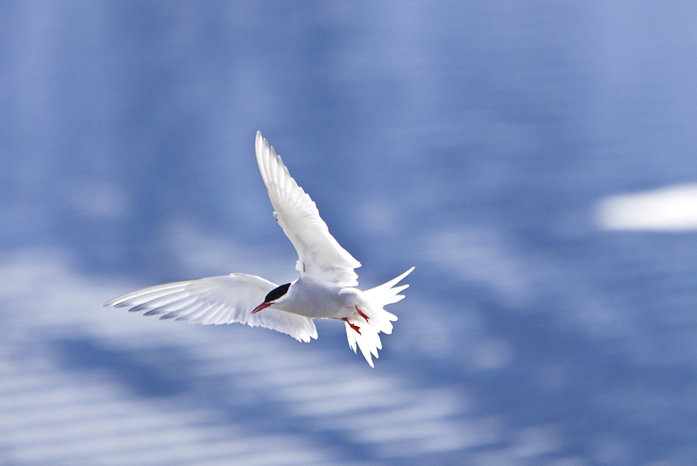 The Antarctic Tern (Sterna vittata)