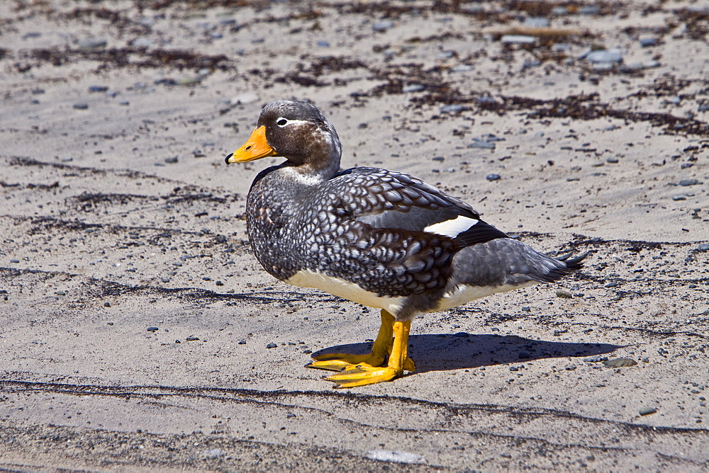 The Falkland Steamerduck (Tachyeres brachypterus) is a duck native to the Falkland Islands in the southern Atlantic Ocean