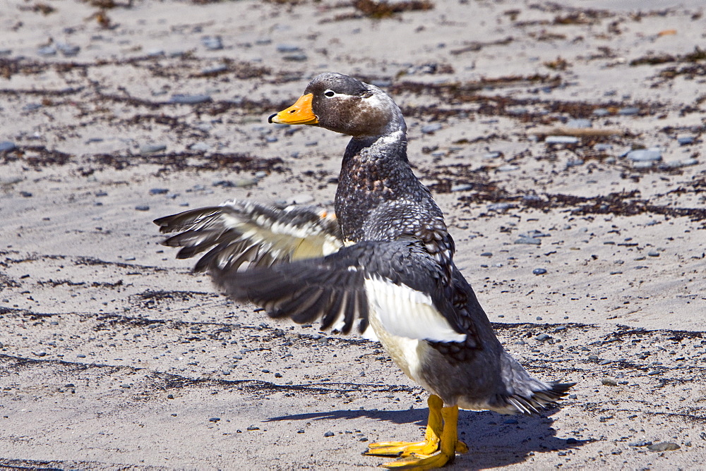 The Falkland Steamerduck (Tachyeres brachypterus) is a duck native to the Falkland Islands in the southern Atlantic Ocean