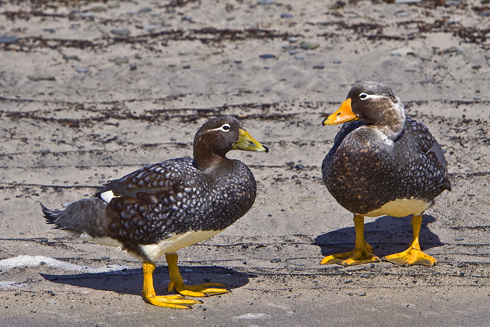 The Falkland Steamerduck (Tachyeres brachypterus) is a duck native to the Falkland Islands in the southern Atlantic Ocean