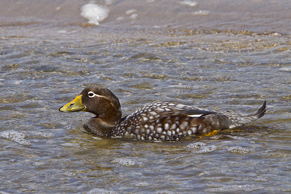 The Falkland Steamerduck (Tachyeres brachypterus) is a duck native to the Falkland Islands in the southern Atlantic Ocean