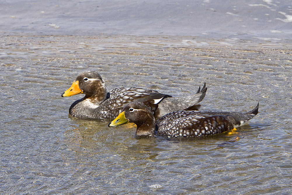 The Falkland Steamerduck (Tachyeres brachypterus) is a duck native to the Falkland Islands in the southern Atlantic Ocean