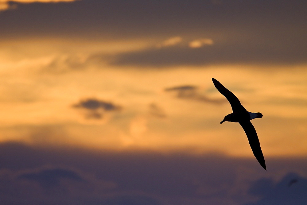 Adult Grey-headed Albatross, (Thalassarche chrysostoma), also known as the Grey-headed Mollymawk, on the wing at sunrise in Crystal Sound, Antarctica, Southern Ocean