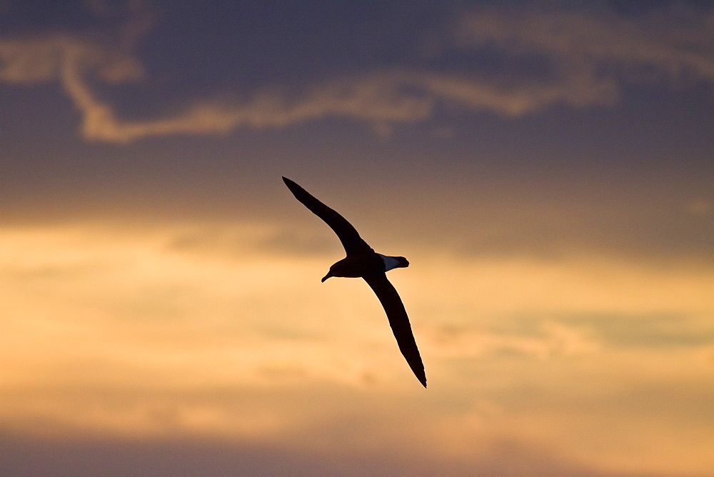 Adult Grey-headed Albatross, (Thalassarche chrysostoma), also known as the Grey-headed Mollymawk, on the wing at sunrise in Crystal Sound, Antarctica, Southern Ocean