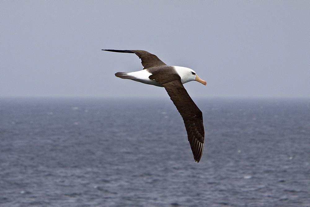 Adult Black-browed albatross (Thalassarche melanophrys) on the wing in the Falkland Islands, South Atlantic Ocean