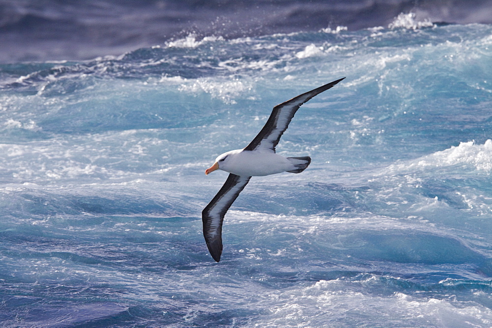 Adult Black-browed albatross (Thalassarche melanophrys) on the wing in the Drake Passage between South America and Antarctica, Southern Ocean