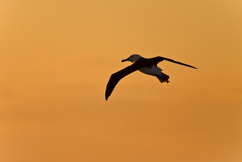 Adult Black-browed albatross (Thalassarche melanophrys) on the wing in the Drake Passage between South America and Antarctica, Southern Ocean