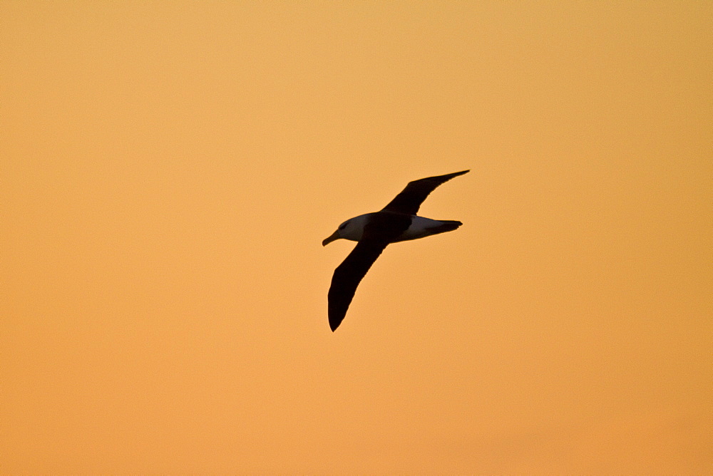 Adult Black-browed albatross (Thalassarche melanophrys) on the wing in the Drake Passage between South America and Antarctica, Southern Ocean